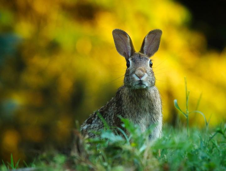 Rabbit Hemorrhagic Disease